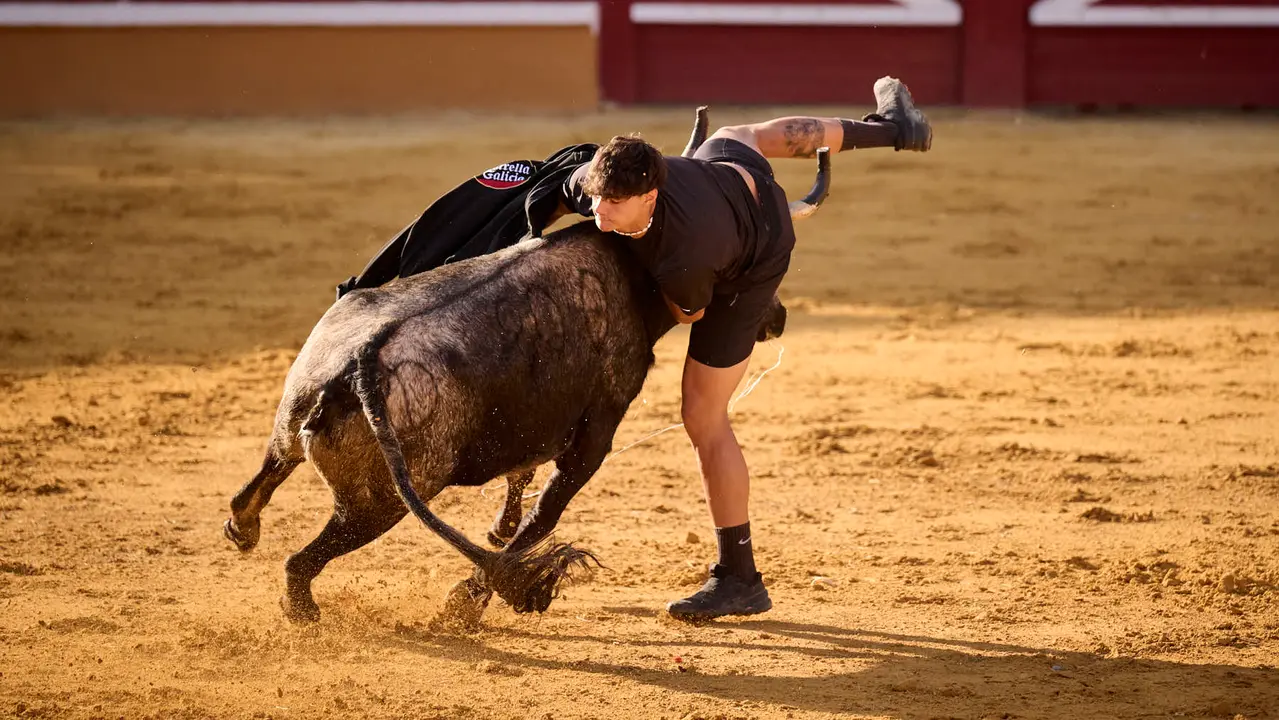 Suelta de vaquillas de la ganadería de Enrique Domínguez en la plaza de toros de Tudela tras el segundo encierro de toros durante las fiestas 2025. PABLO LASAOSA