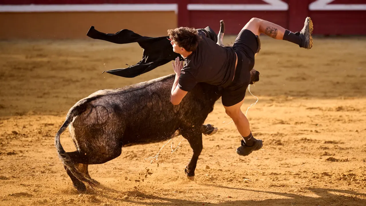 Suelta de vaquillas de la ganadería de Enrique Domínguez en la plaza de toros de Tudela tras el segundo encierro de toros durante las fiestas 2025. PABLO LASAOSA
