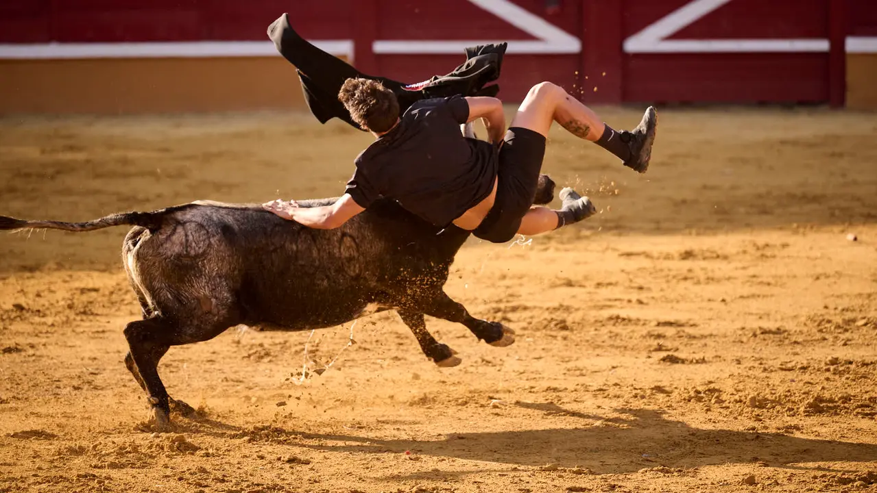 Suelta de vaquillas de la ganadería de Enrique Domínguez en la plaza de toros de Tudela tras el segundo encierro de toros durante las fiestas 2025. PABLO LASAOSA