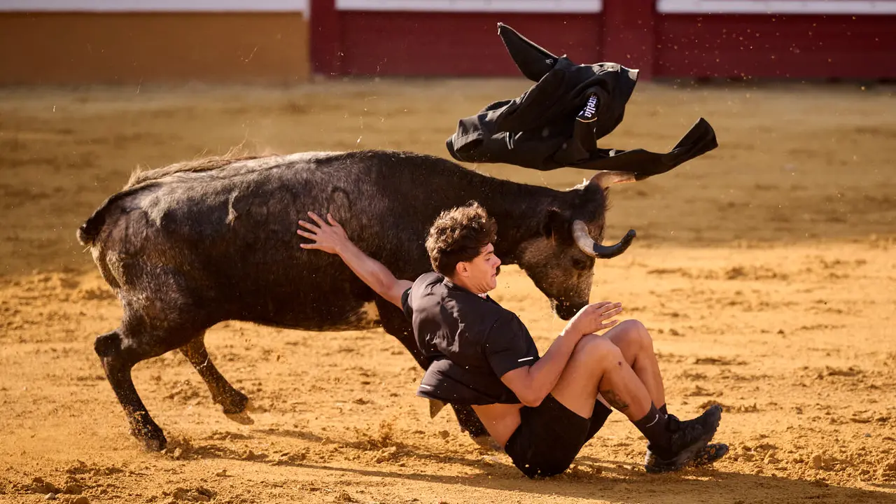 Suelta de vaquillas de la ganadería de Enrique Domínguez en la plaza de toros de Tudela tras el segundo encierro de toros durante las fiestas 2025. PABLO LASAOSA