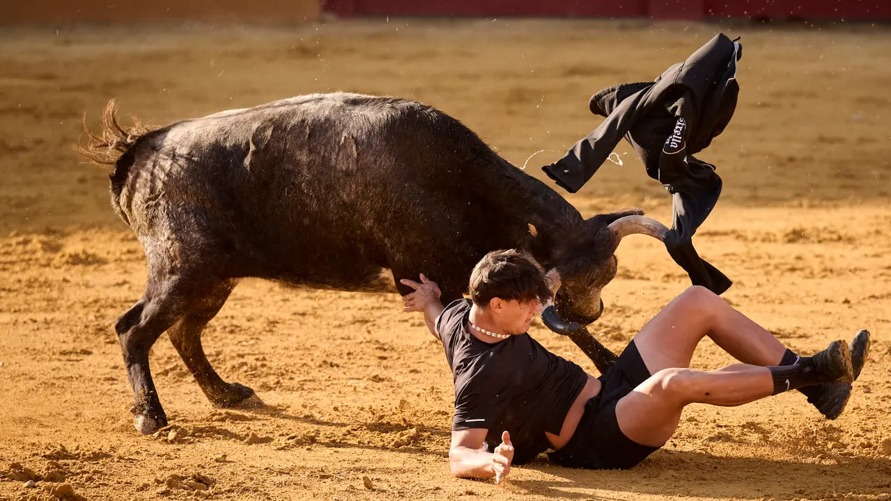 Suelta de vaquillas de la ganadería de Enrique Domínguez en la plaza de toros de Tudela tras el segundo encierro de toros durante las fiestas 2025. PABLO LASAOSA