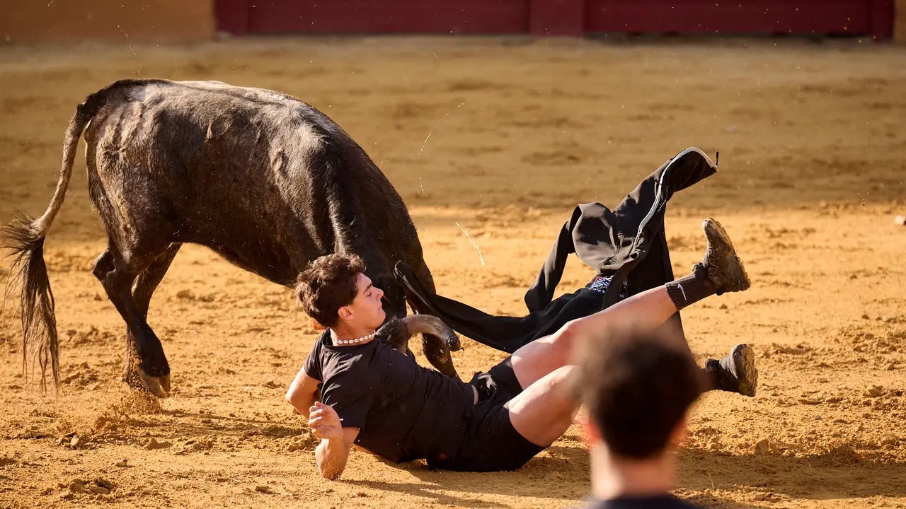 Suelta de vaquillas de la ganadería de Enrique Domínguez en la plaza de toros de Tudela tras el segundo encierro de toros durante las fiestas 2025. PABLO LASAOSA
