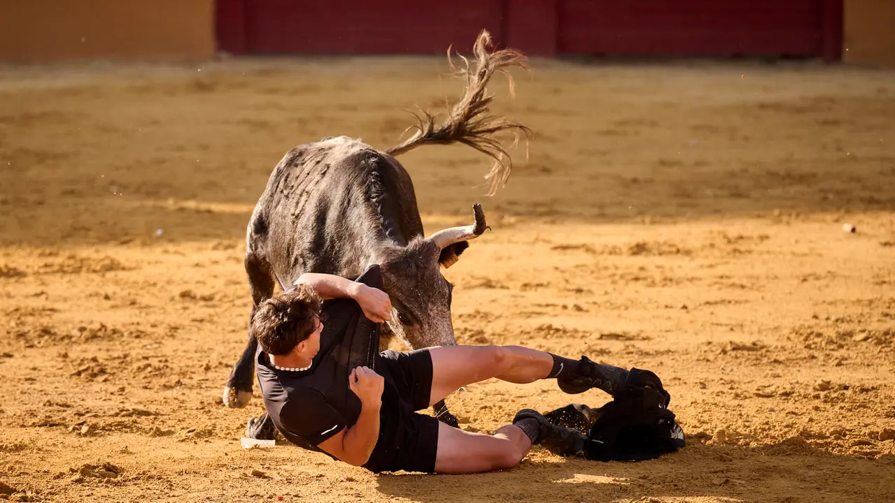 Suelta de vaquillas de la ganadería de Enrique Domínguez en la plaza de toros de Tudela tras el segundo encierro de toros durante las fiestas 2025. PABLO LASAOSA