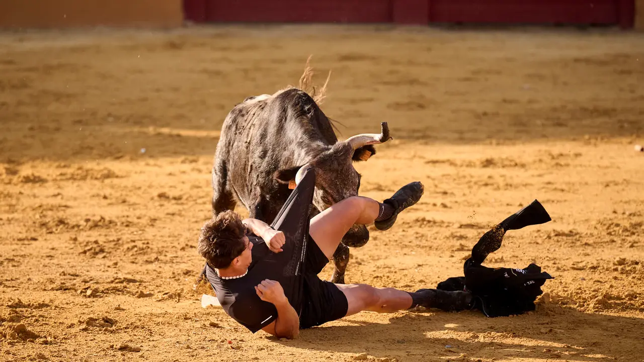 Suelta de vaquillas de la ganadería de Enrique Domínguez en la plaza de toros de Tudela tras el segundo encierro de toros durante las fiestas 2025. PABLO LASAOSA