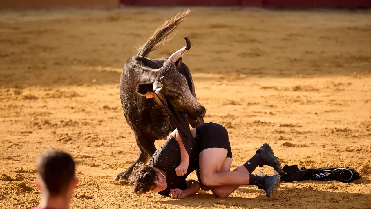 Suelta de vaquillas de la ganadería de Enrique Domínguez en la plaza de toros de Tudela tras el segundo encierro de toros durante las fiestas 2025. PABLO LASAOSA