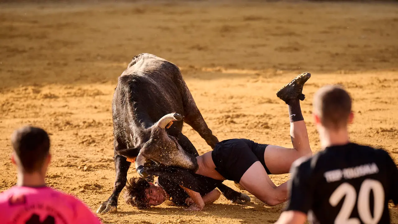 Suelta de vaquillas de la ganadería de Enrique Domínguez en la plaza de toros de Tudela tras el segundo encierro de toros durante las fiestas 2025. PABLO LASAOSA