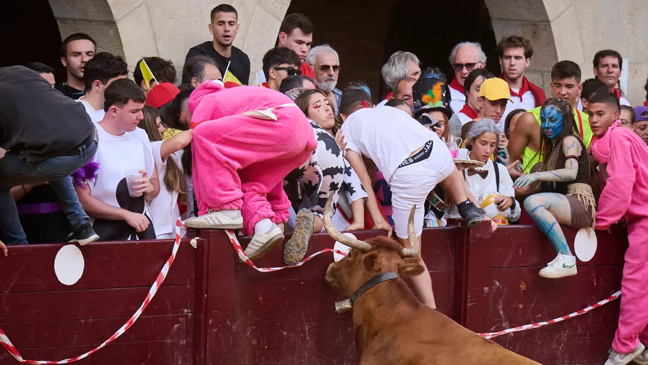 Suelta de vacas de la ganadería de Alba Reta en fiestas de Puente la Reina 2025. PABLO LASAOSA