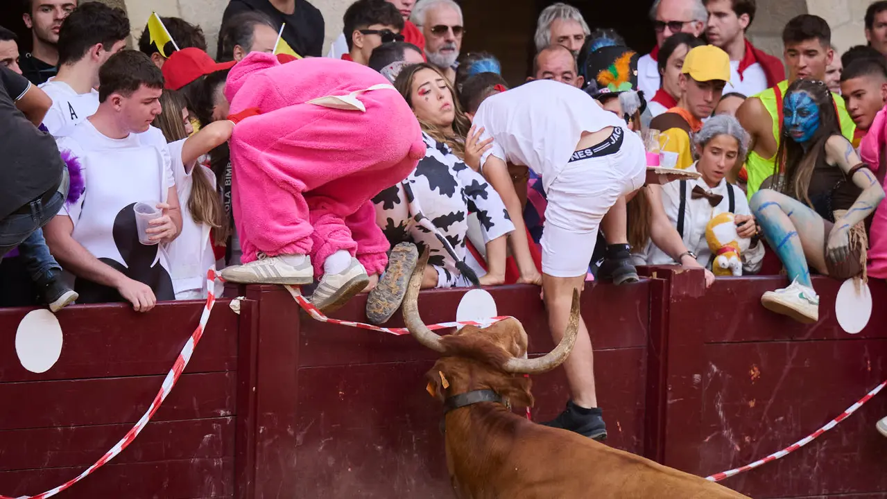 Suelta de vacas de la ganadería de Alba Reta en fiestas de Puente la Reina 2025. PABLO LASAOSA