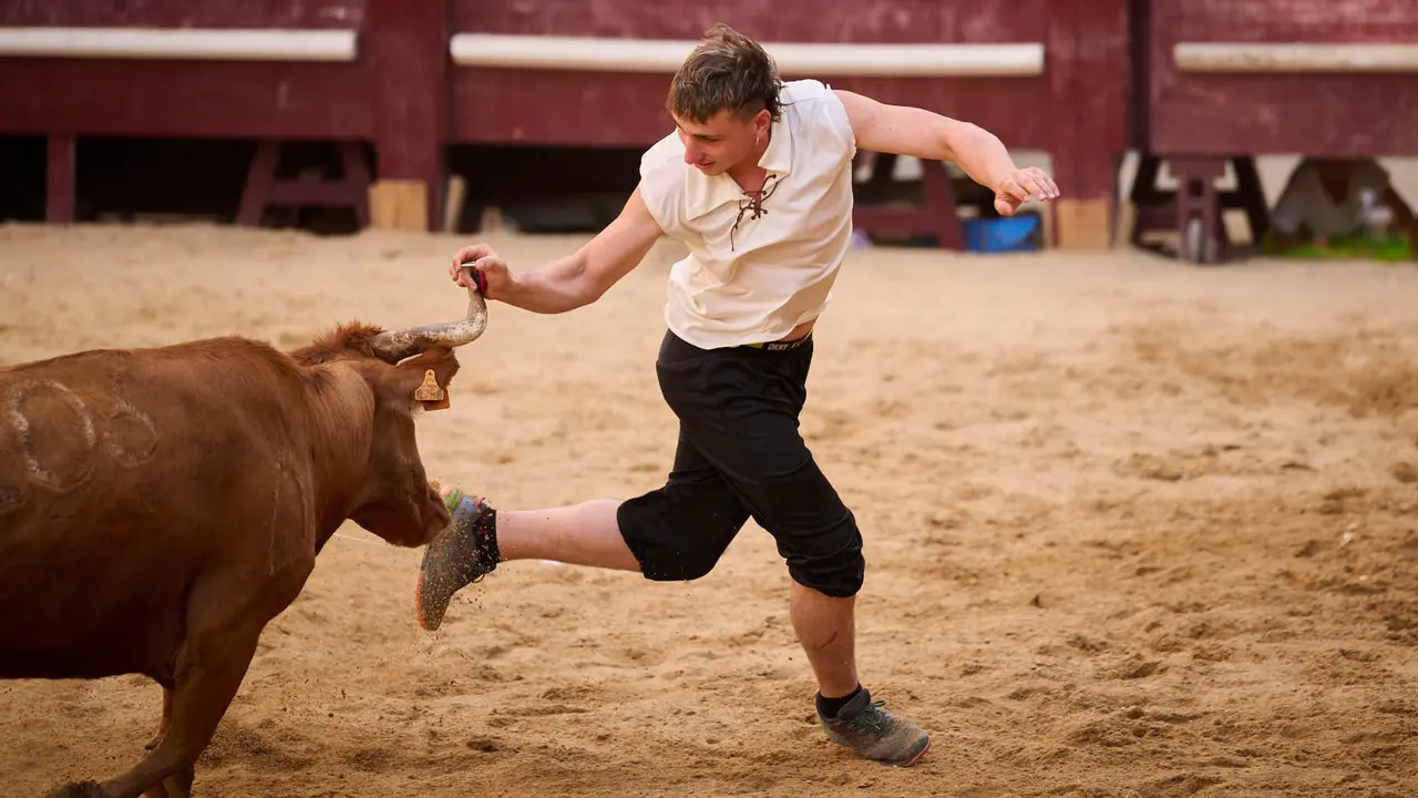 Suelta de vacas de la ganadería de Alba Reta en fiestas de Puente la Reina 2025. PABLO LASAOSA
