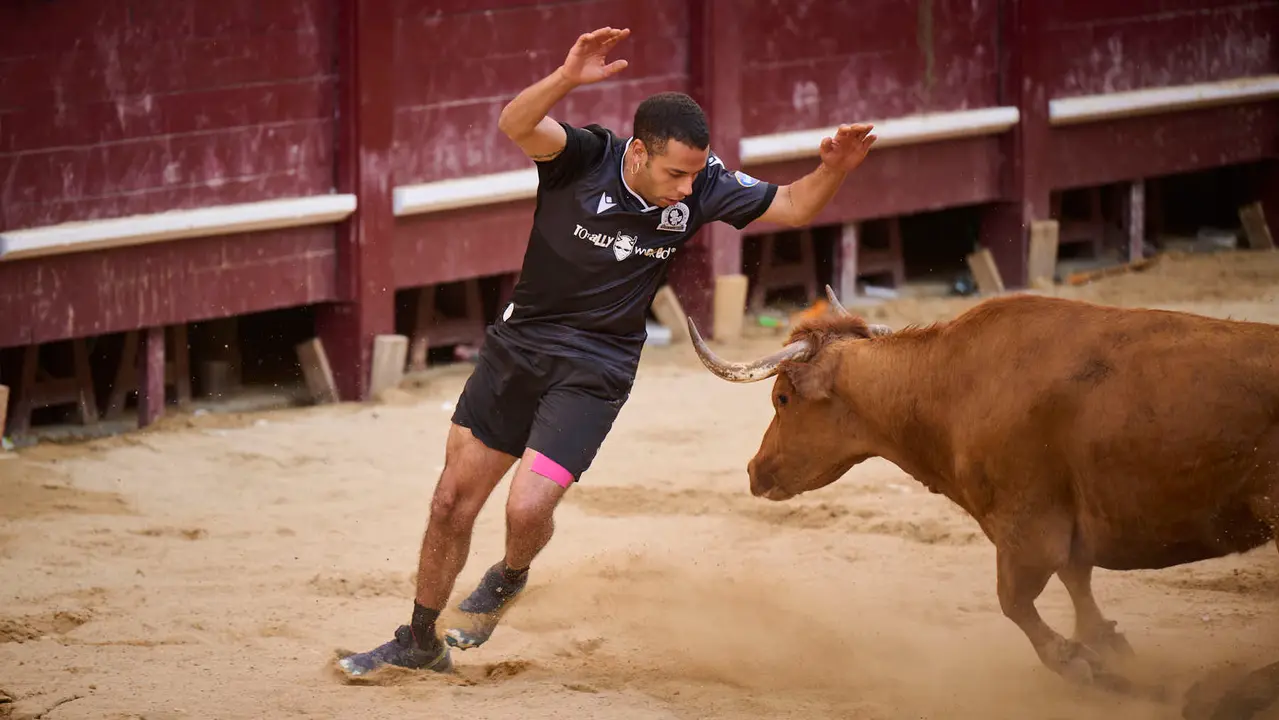 Suelta de vacas de la ganadería de Alba Reta en fiestas de Puente la Reina 2025. PABLO LASAOSA