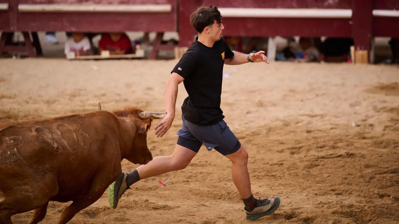 Suelta de vacas de la ganadería de Alba Reta en fiestas de Puente la Reina 2025. PABLO LASAOSA