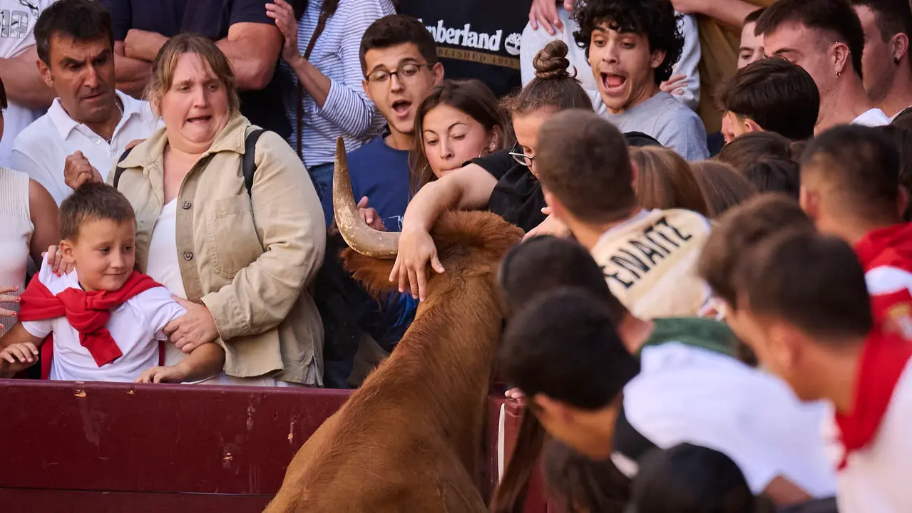 Suelta de vacas de la ganadería de Alba Reta en fiestas de Puente la Reina 2025. PABLO LASAOSA