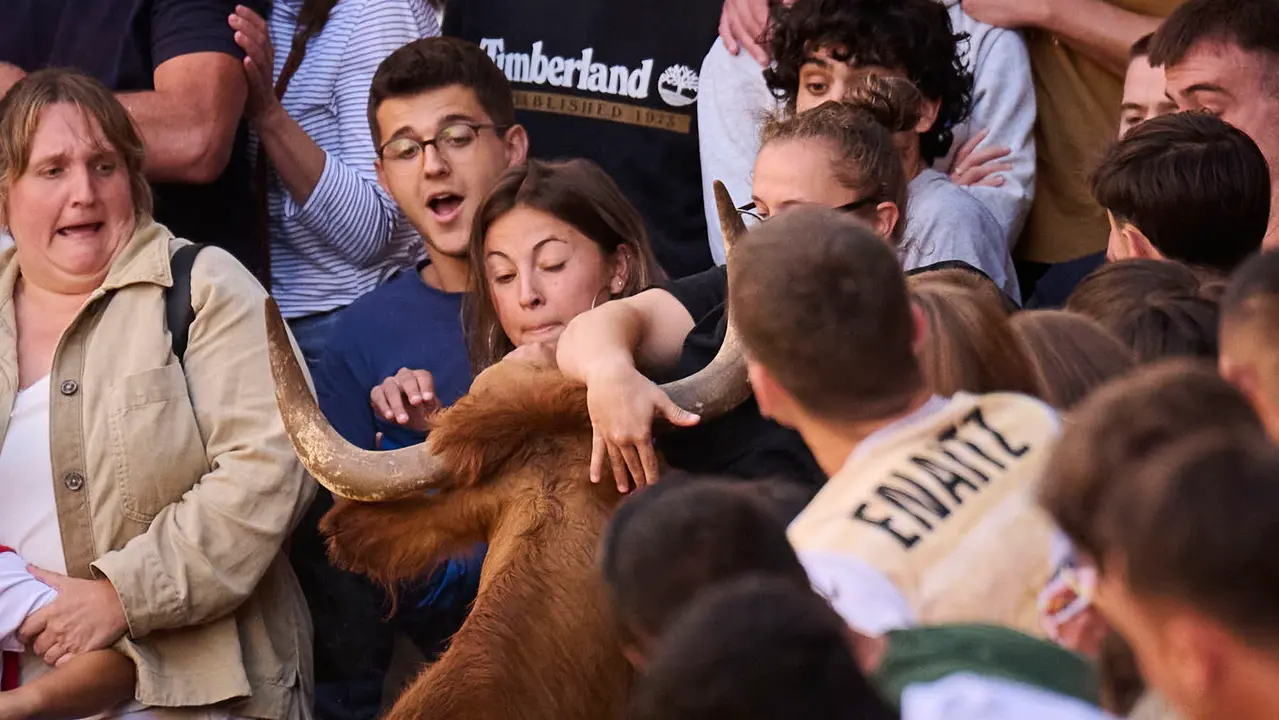 Suelta de vacas de la ganadería de Alba Reta en fiestas de Puente la Reina 2025. PABLO LASAOSA