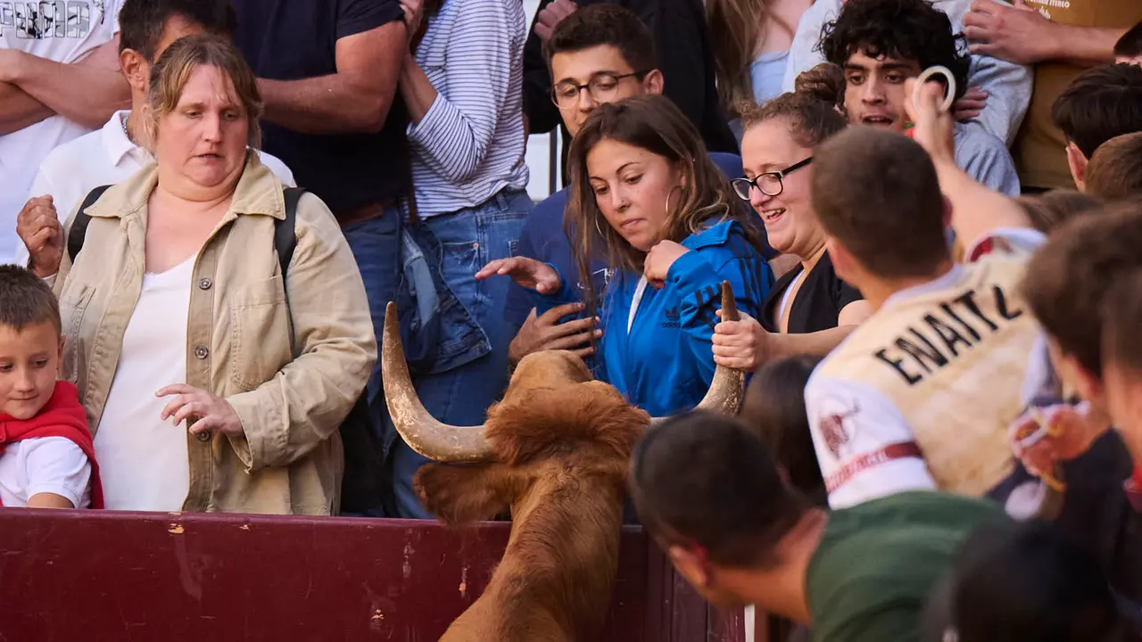 Suelta de vacas de la ganadería de Alba Reta en fiestas de Puente la Reina 2025. PABLO LASAOSA