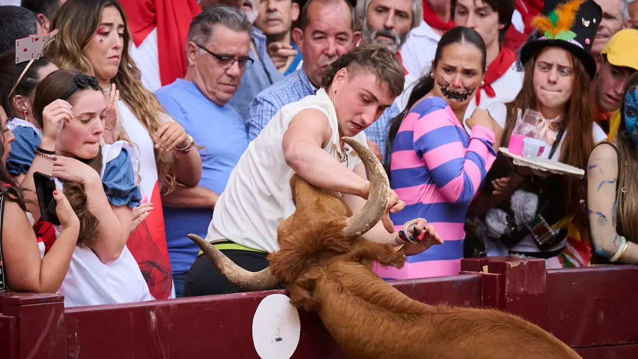 Suelta de vacas de la ganadería de Alba Reta en fiestas de Puente la Reina 2025. PABLO LASAOSA