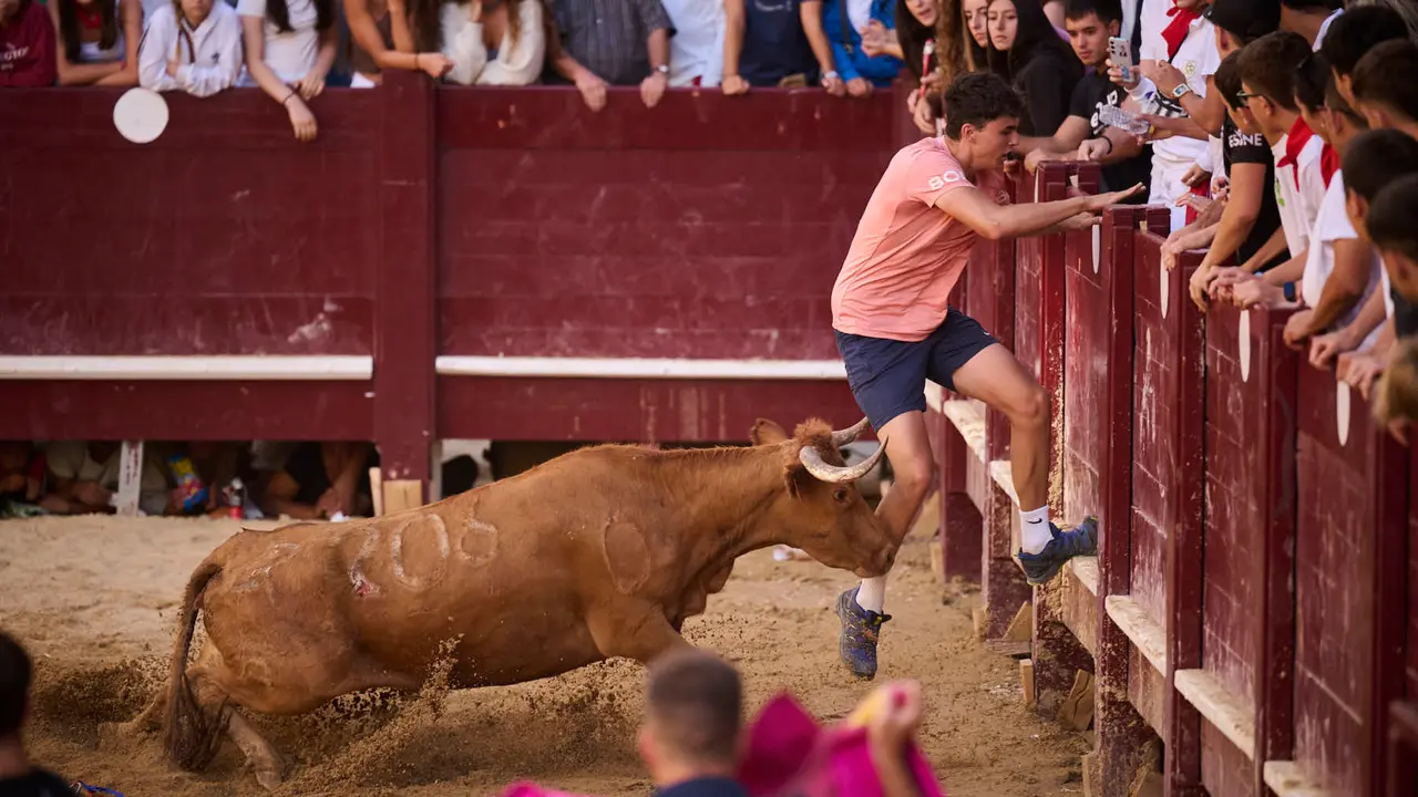 Suelta de vacas de la ganadería de Alba Reta en fiestas de Puente la Reina 2025. PABLO LASAOSA