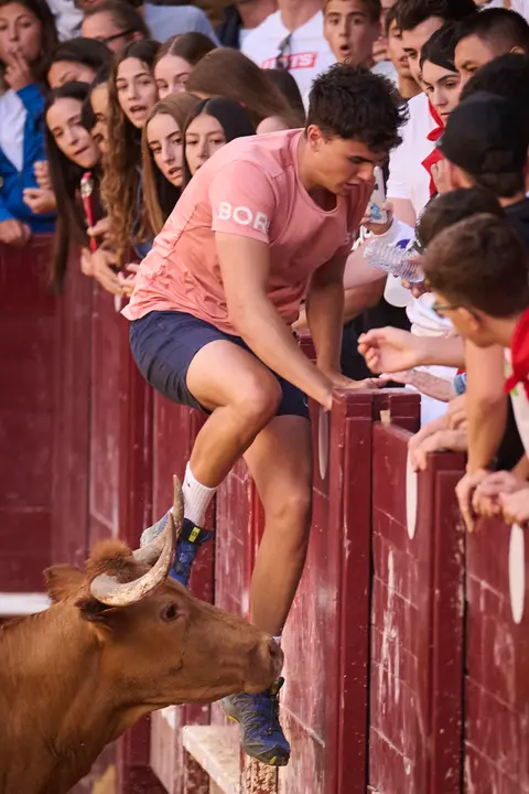 Suelta de vacas de la ganadería de Alba Reta en fiestas de Puente la Reina 2025. PABLO LASAOSA