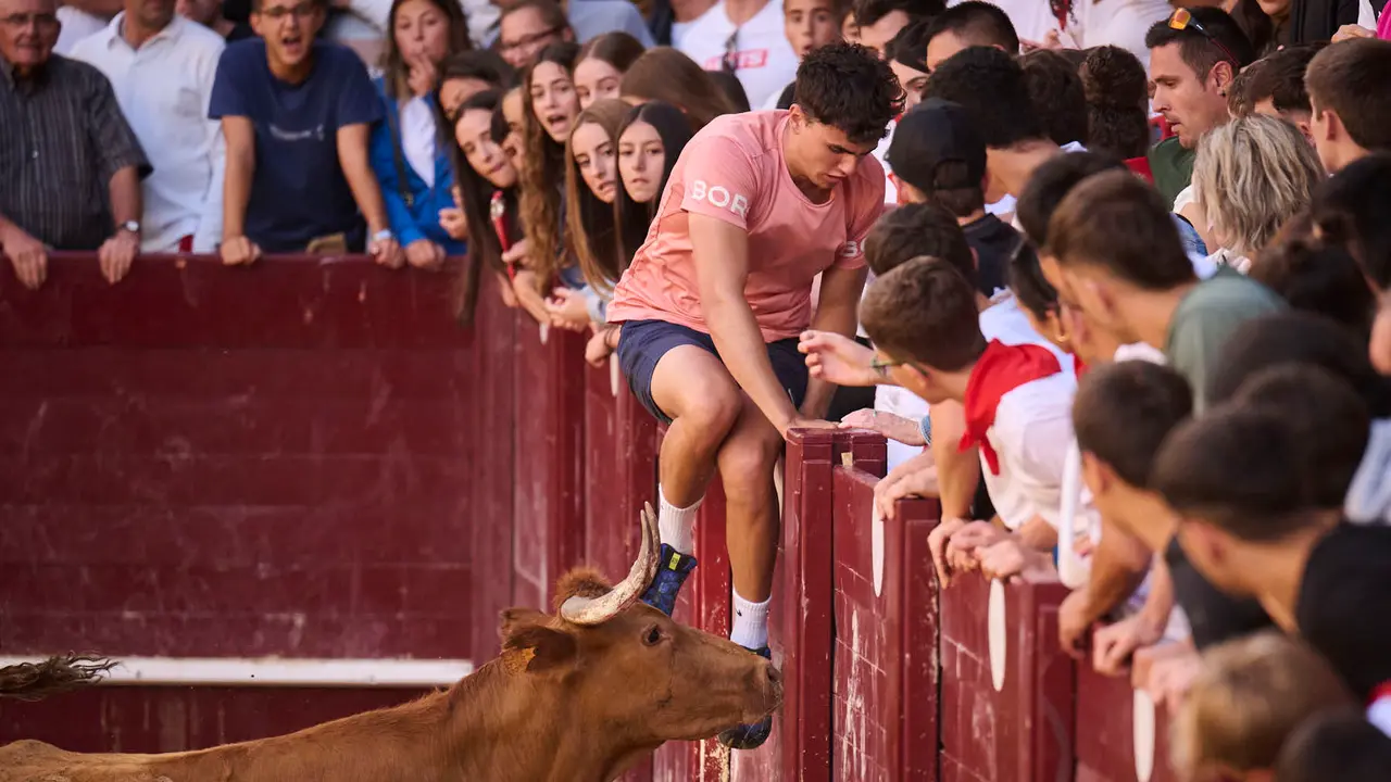 Suelta de vacas de la ganadería de Alba Reta en fiestas de Puente la Reina 2025. PABLO LASAOSA