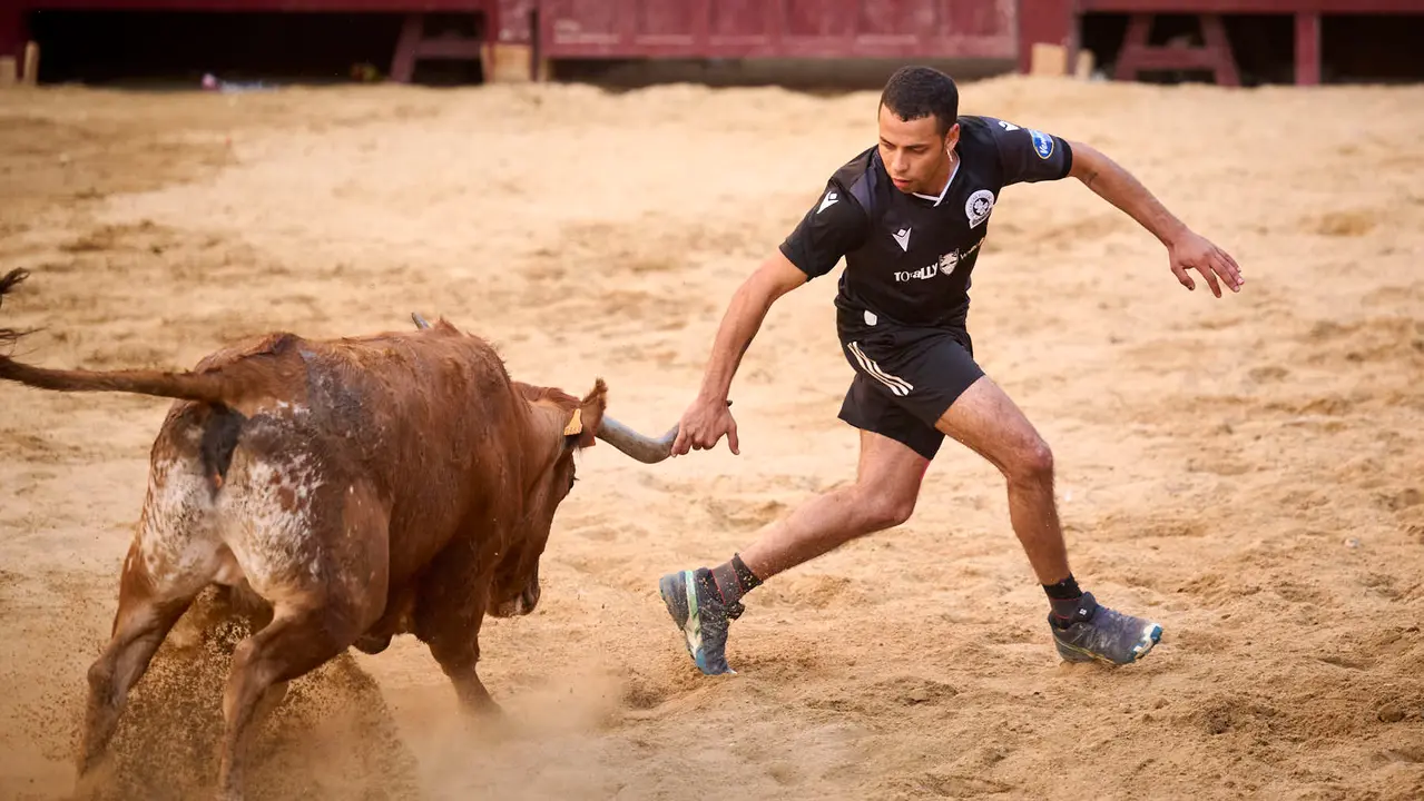 Suelta de vacas de la ganadería de Alba Reta en fiestas de Puente la Reina 2025. PABLO LASAOSA
