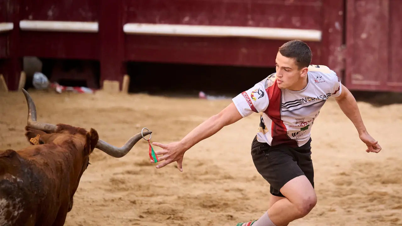 Suelta de vacas de la ganadería de Alba Reta en fiestas de Puente la Reina 2025. PABLO LASAOSA