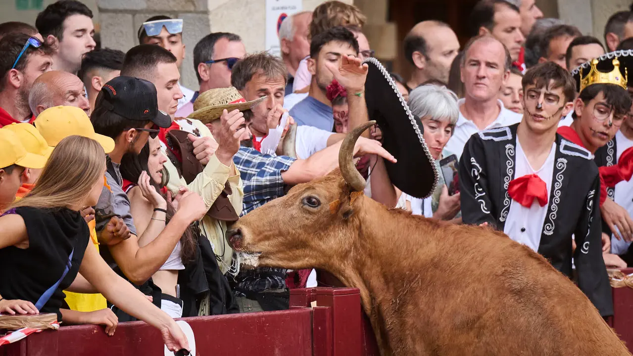 Suelta de vacas de la ganadería de Alba Reta en fiestas de Puente la Reina 2025. PABLO LASAOSA