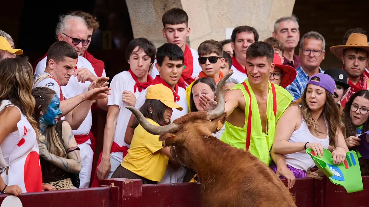 Suelta de vacas de la ganadería de Alba Reta en fiestas de Puente la Reina 2025. PABLO LASAOSA