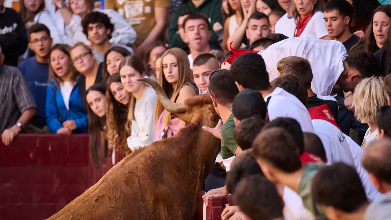 Suelta de vacas de la ganadería de Alba Reta en fiestas de Puente la Reina 2025. PABLO LASAOSA