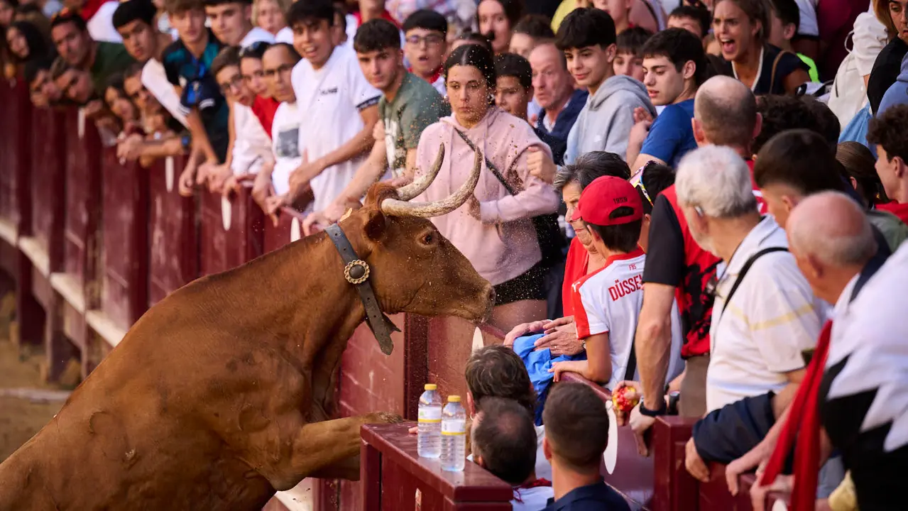 Suelta de vacas de la ganadería de Alba Reta en fiestas de Puente la Reina 2025. PABLO LASAOSA