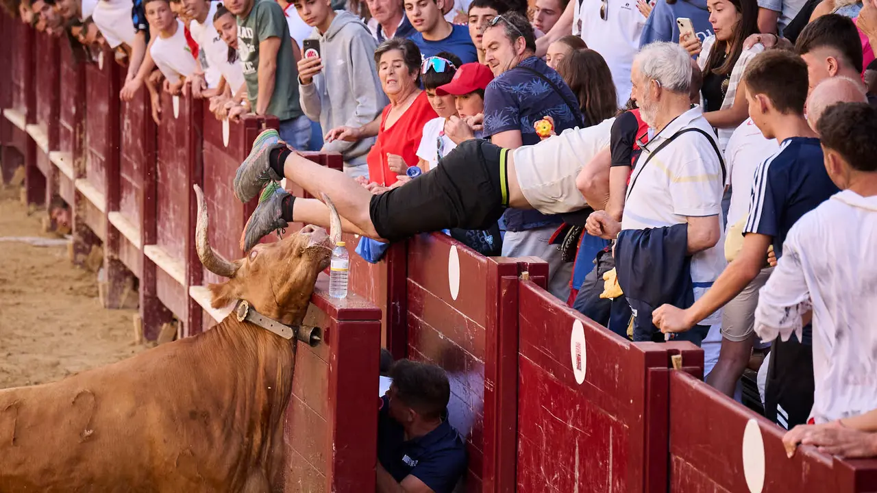 Suelta de vacas de la ganadería de Alba Reta en fiestas de Puente la Reina 2025. PABLO LASAOSA