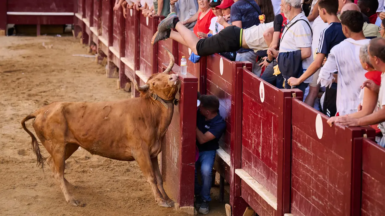 Suelta de vacas de la ganadería de Alba Reta en fiestas de Puente la Reina 2025. PABLO LASAOSA