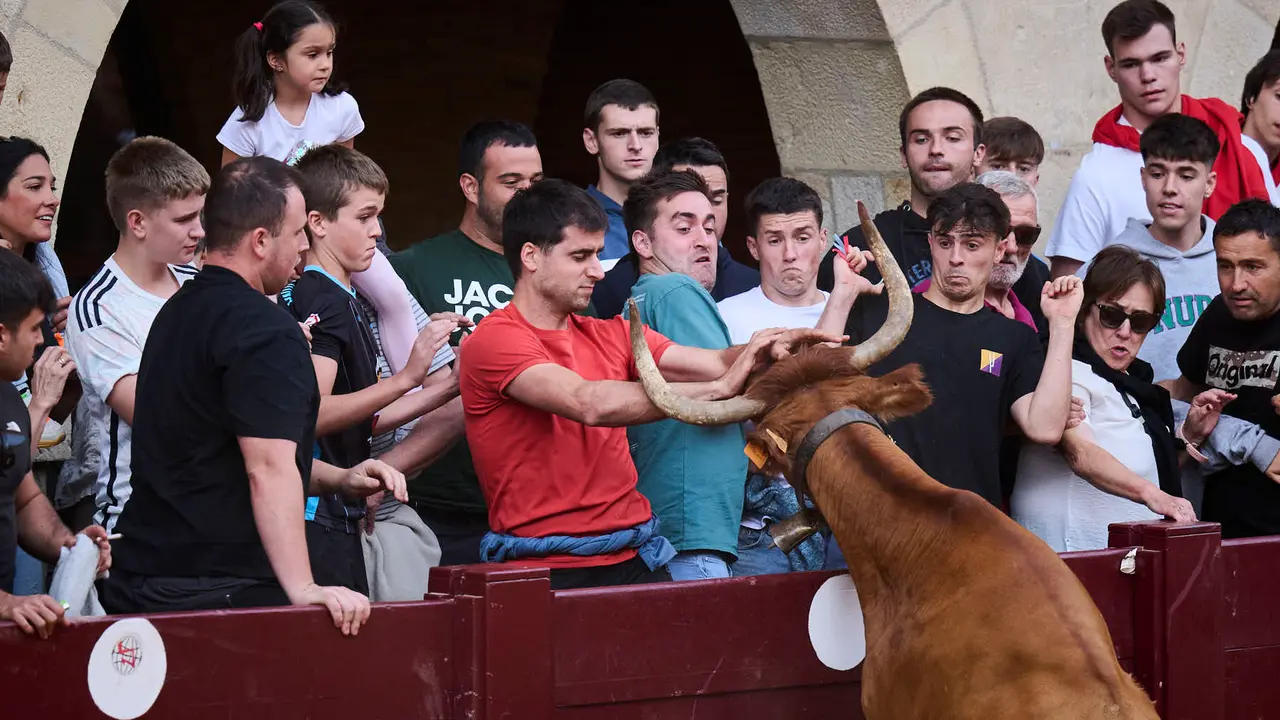 Suelta de vacas de la ganadería de Alba Reta en fiestas de Puente la Reina 2025. PABLO LASAOSA
