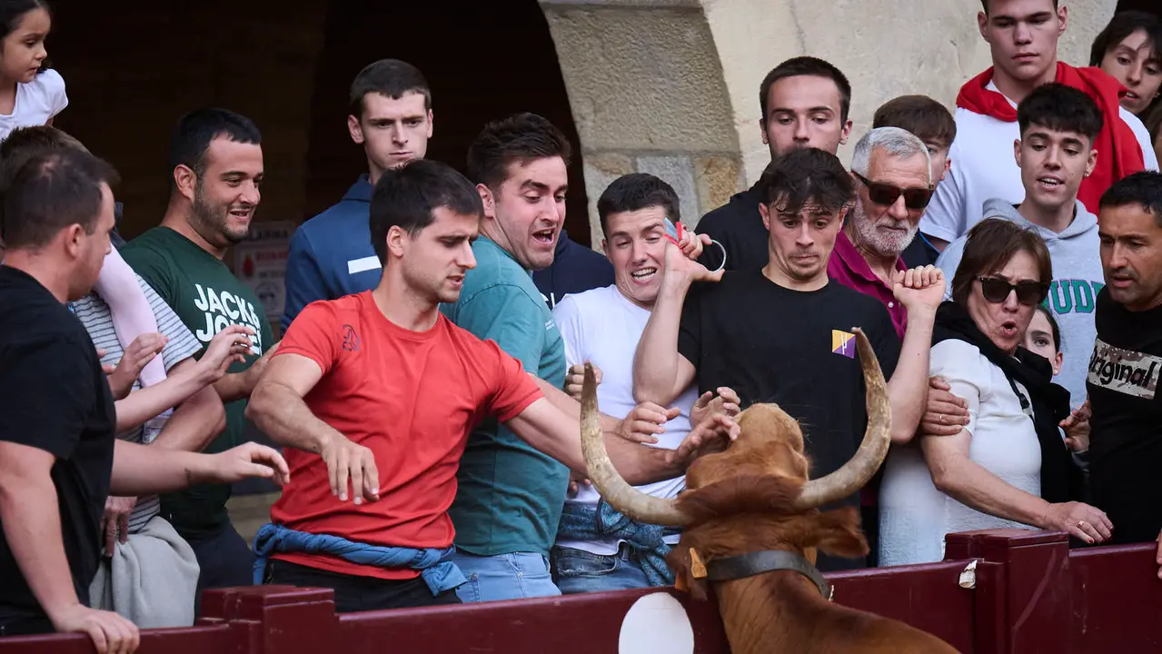 Suelta de vacas de la ganadería de Alba Reta en fiestas de Puente la Reina 2025. PABLO LASAOSA