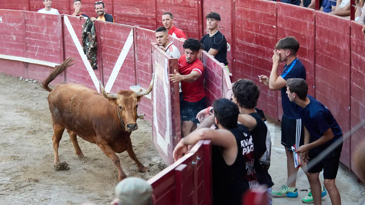 Vacas en la Plaza de Toros durante las fiestas de Arguedas 2025 tras el encierro del Estrecho con la ganaderia de Víctor Ustárroz de Arguedas. IÑIGO ALZUGARAY
