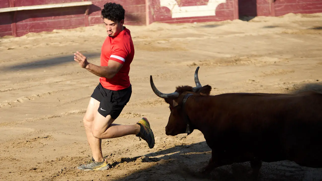 Vacas en la Plaza de Toros durante las fiestas de Arguedas 2025 tras el encierro del Estrecho con la ganaderia de Víctor Ustárroz de Arguedas. IÑIGO ALZUGARAY