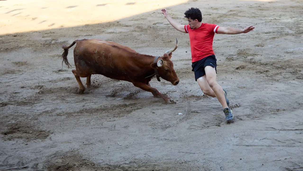 Vacas en la Plaza de Toros durante las fiestas de Arguedas 2025 tras el encierro del Estrecho con la ganaderia de Víctor Ustárroz de Arguedas. IÑIGO ALZUGARAY