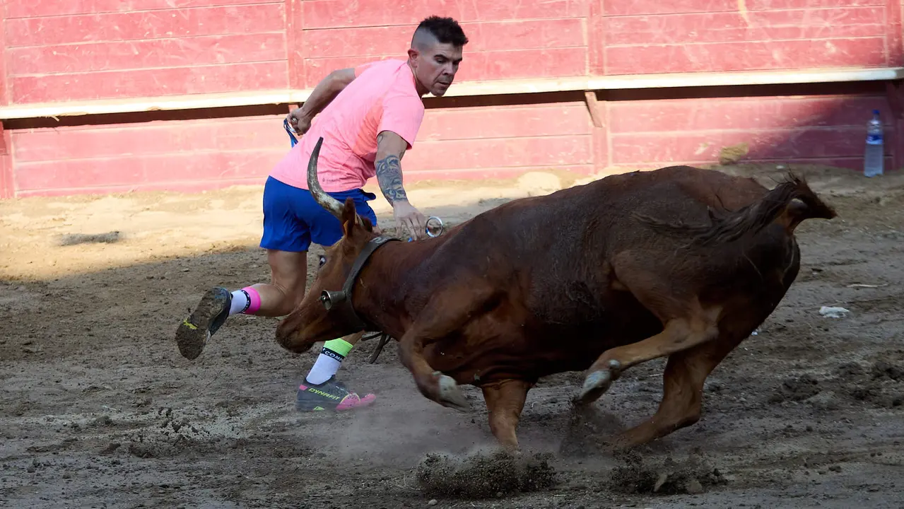 Vacas en la Plaza de Toros durante las fiestas de Arguedas 2025 tras el encierro del Estrecho con la ganaderia de Víctor Ustárroz de Arguedas. IÑIGO ALZUGARAY
