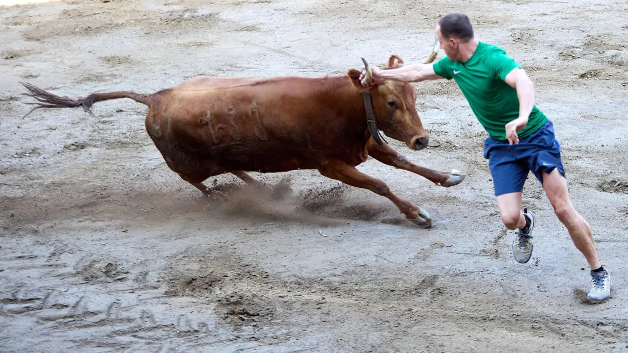 Vacas en la Plaza de Toros durante las fiestas de Arguedas 2025 tras el encierro del Estrecho con la ganaderia de Víctor Ustárroz de Arguedas. IÑIGO ALZUGARAY
