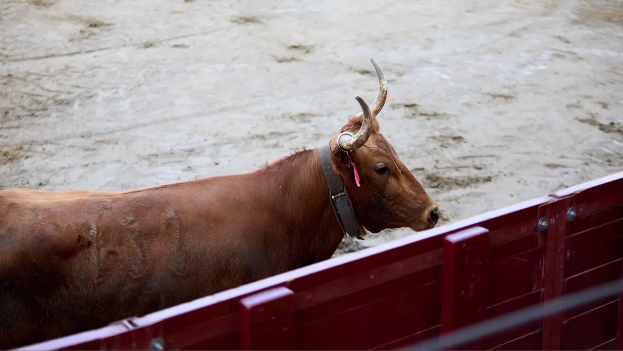 Vacas en la Plaza de Toros durante las fiestas de Arguedas 2025 tras el encierro del Estrecho con la ganaderia de Víctor Ustárroz de Arguedas. IÑIGO ALZUGARAY