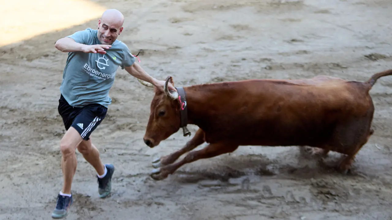 Vacas en la Plaza de Toros durante las fiestas de Arguedas 2025 tras el encierro del Estrecho con la ganaderia de Víctor Ustárroz de Arguedas. IÑIGO ALZUGARAY