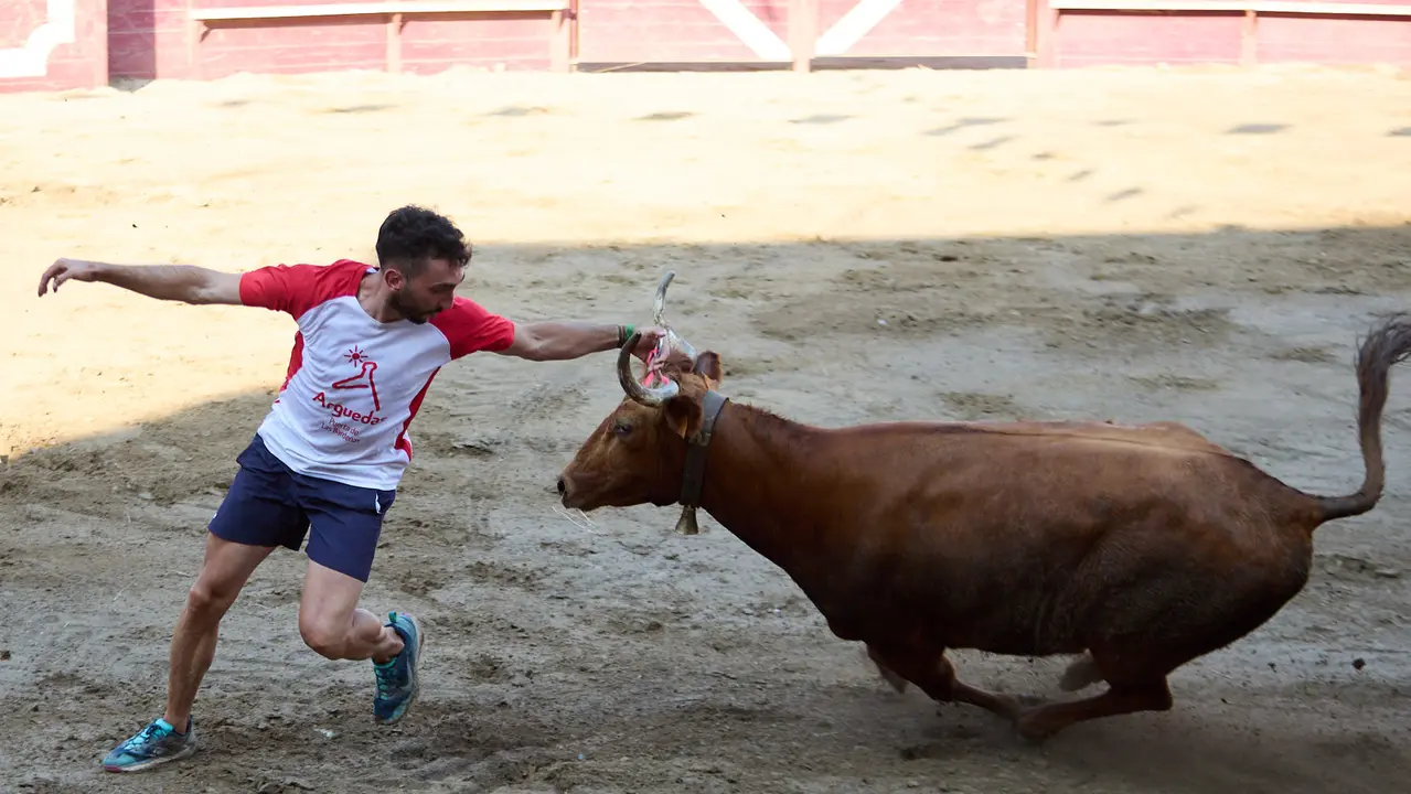 Vacas en la Plaza de Toros durante las fiestas de Arguedas 2025 tras el encierro del Estrecho con la ganaderia de Víctor Ustárroz de Arguedas. IÑIGO ALZUGARAY