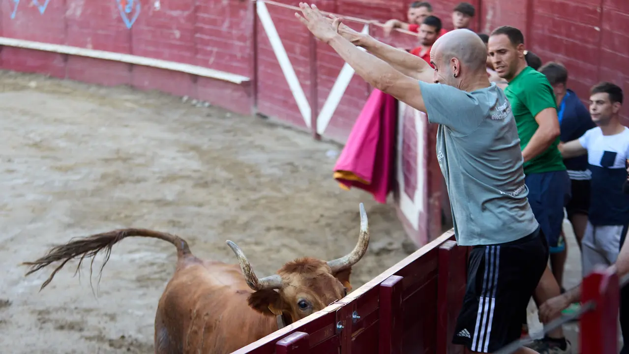 Vacas en la Plaza de Toros durante las fiestas de Arguedas 2025 tras el encierro del Estrecho con la ganaderia de Víctor Ustárroz de Arguedas. IÑIGO ALZUGARAY