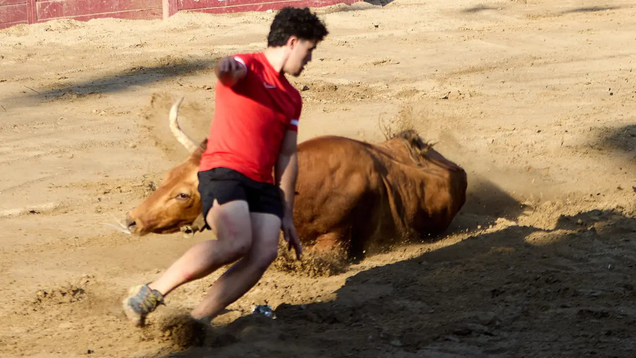 Vacas en la Plaza de Toros durante las fiestas de Arguedas 2025 tras el encierro del Estrecho con la ganaderia de Víctor Ustárroz de Arguedas. IÑIGO ALZUGARAY