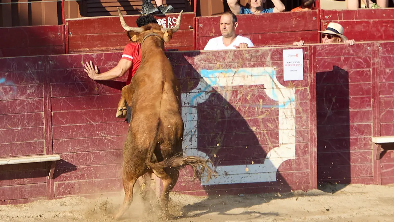 Vacas en la Plaza de Toros durante las fiestas de Arguedas 2025 tras el encierro del Estrecho con la ganaderia de Víctor Ustárroz de Arguedas. IÑIGO ALZUGARAY