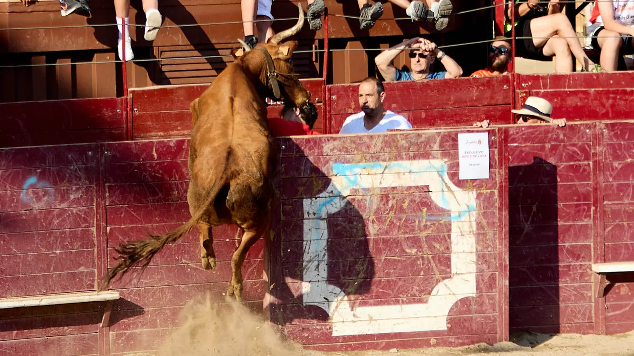 Vacas en la Plaza de Toros durante las fiestas de Arguedas 2025 tras el encierro del Estrecho con la ganaderia de Víctor Ustárroz de Arguedas. IÑIGO ALZUGARAY