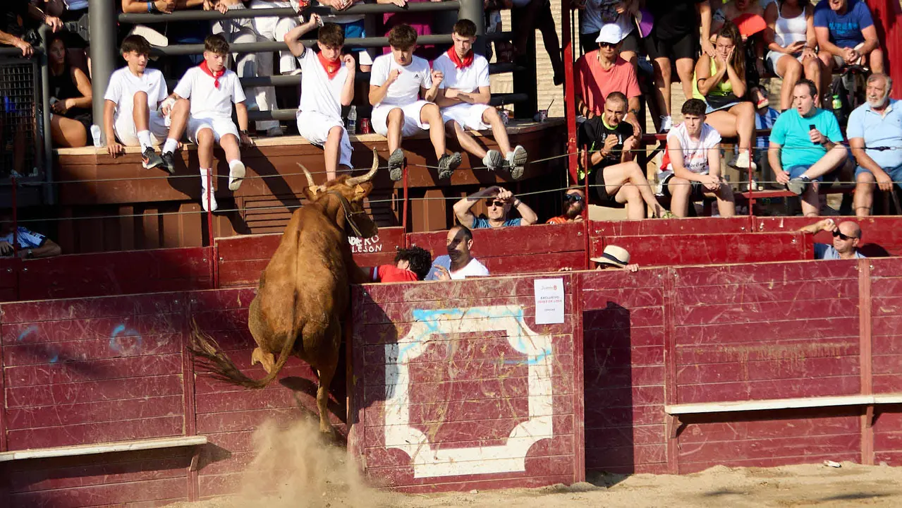 Vacas en la Plaza de Toros durante las fiestas de Arguedas 2025 tras el encierro del Estrecho con la ganaderia de Víctor Ustárroz de Arguedas. IÑIGO ALZUGARAY