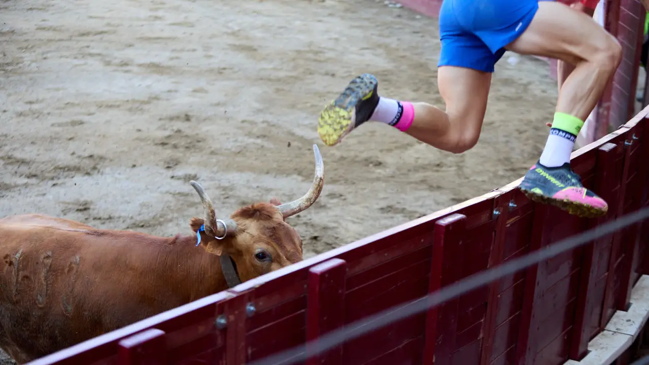 Vacas en la Plaza de Toros durante las fiestas de Arguedas 2025 tras el encierro del Estrecho con la ganaderia de Víctor Ustárroz de Arguedas. IÑIGO ALZUGARAY