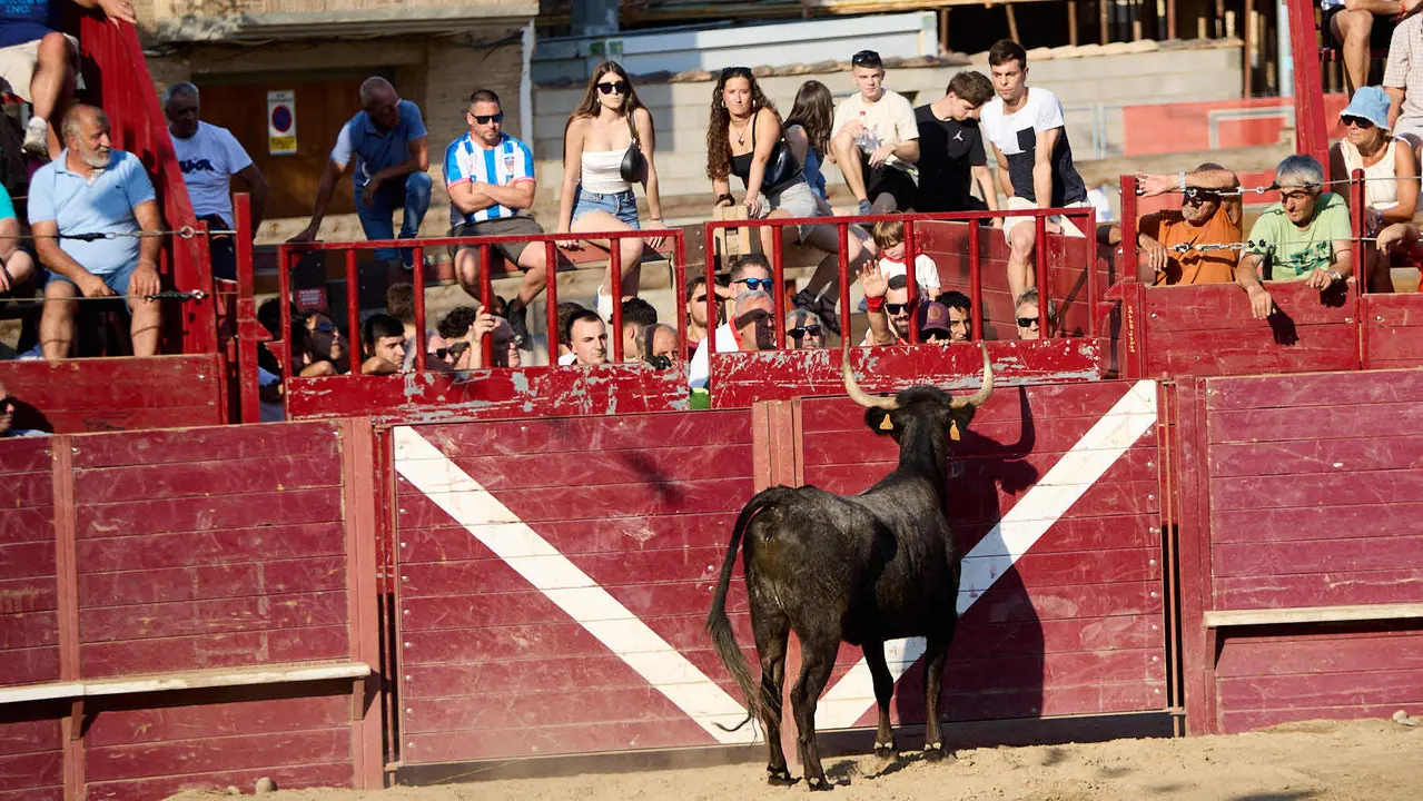Vacas en la Plaza de Toros durante las fiestas de Arguedas 2025 tras el encierro del Estrecho con la ganaderia de Víctor Ustárroz de Arguedas. IÑIGO ALZUGARAY