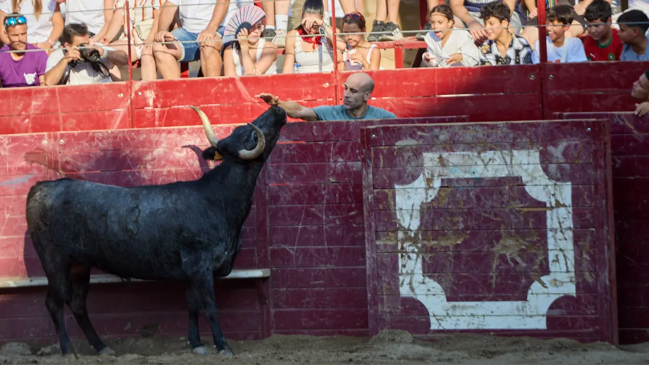 Vacas en la Plaza de Toros durante las fiestas de Arguedas 2025 tras el encierro del Estrecho con la ganaderia de Víctor Ustárroz de Arguedas. IÑIGO ALZUGARAY