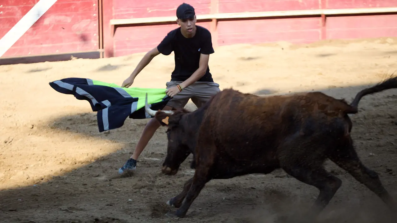Vacas en la Plaza de Toros durante las fiestas de Arguedas 2025 tras el encierro del Estrecho con la ganaderia de Víctor Ustárroz de Arguedas. IÑIGO ALZUGARAY
