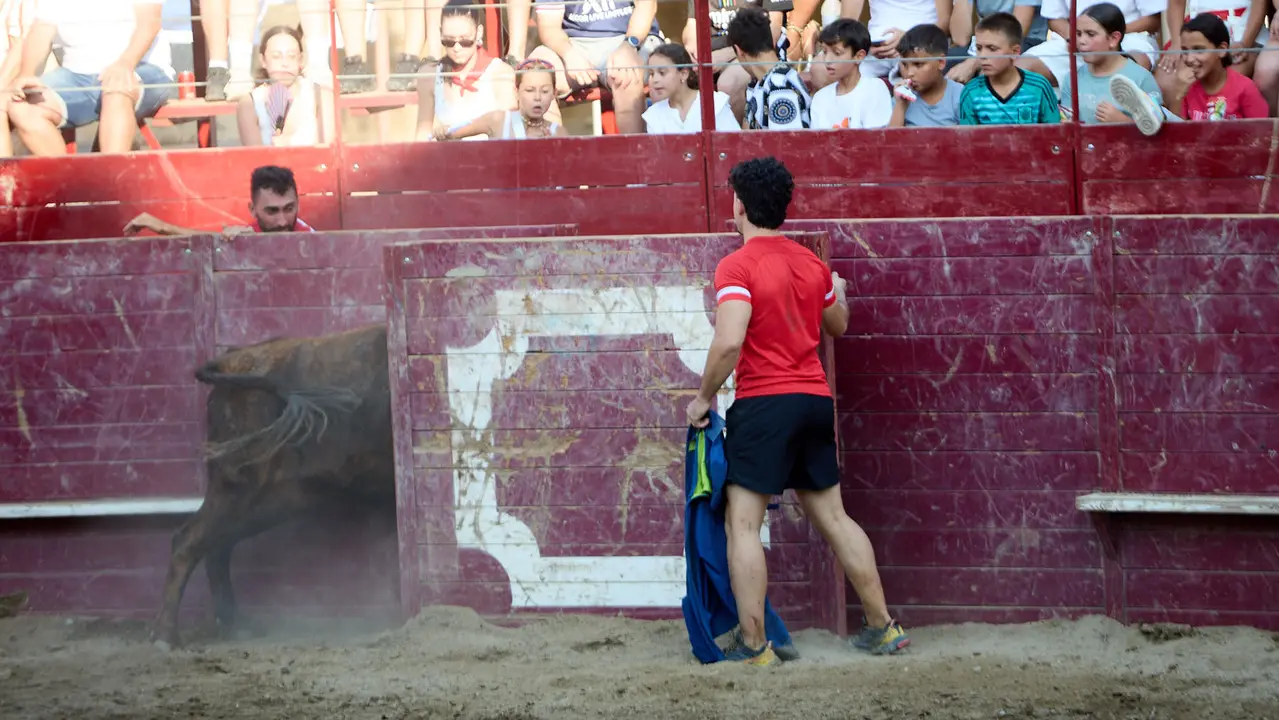 Vacas en la Plaza de Toros durante las fiestas de Arguedas 2025 tras el encierro del Estrecho con la ganaderia de Víctor Ustárroz de Arguedas. IÑIGO ALZUGARAY